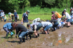 田植え体験イベント