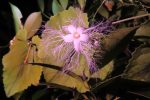 夜の里山生きもの探検